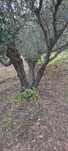 Oliveiras jardim ou lenha