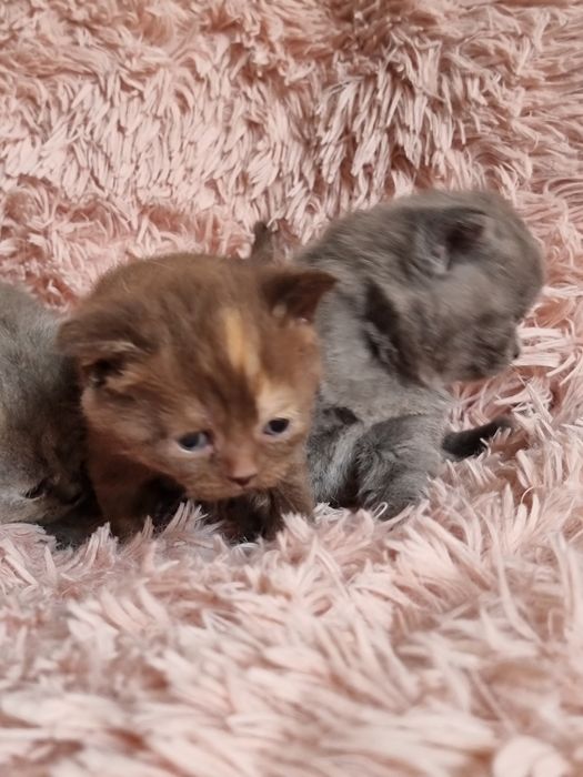 Kocięta kotki krótko włosem do rezerwacji