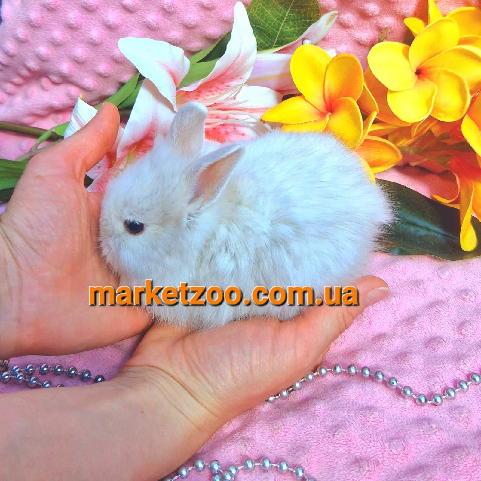 Мини міні mini кролики,карликовые lionhead шиншилла шиншила