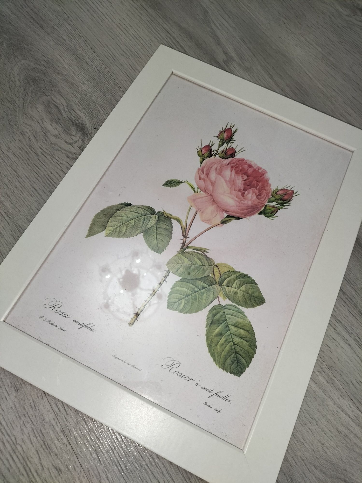 Vintage plakat a4 obrazek ilustracja róża kwiat retro coquette cottage