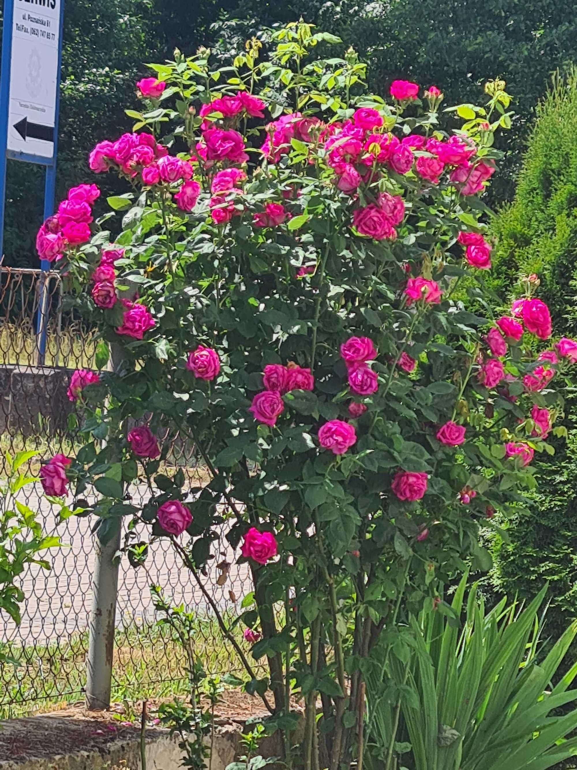 Purpurowa róża  z sadzonką z trzmieliny