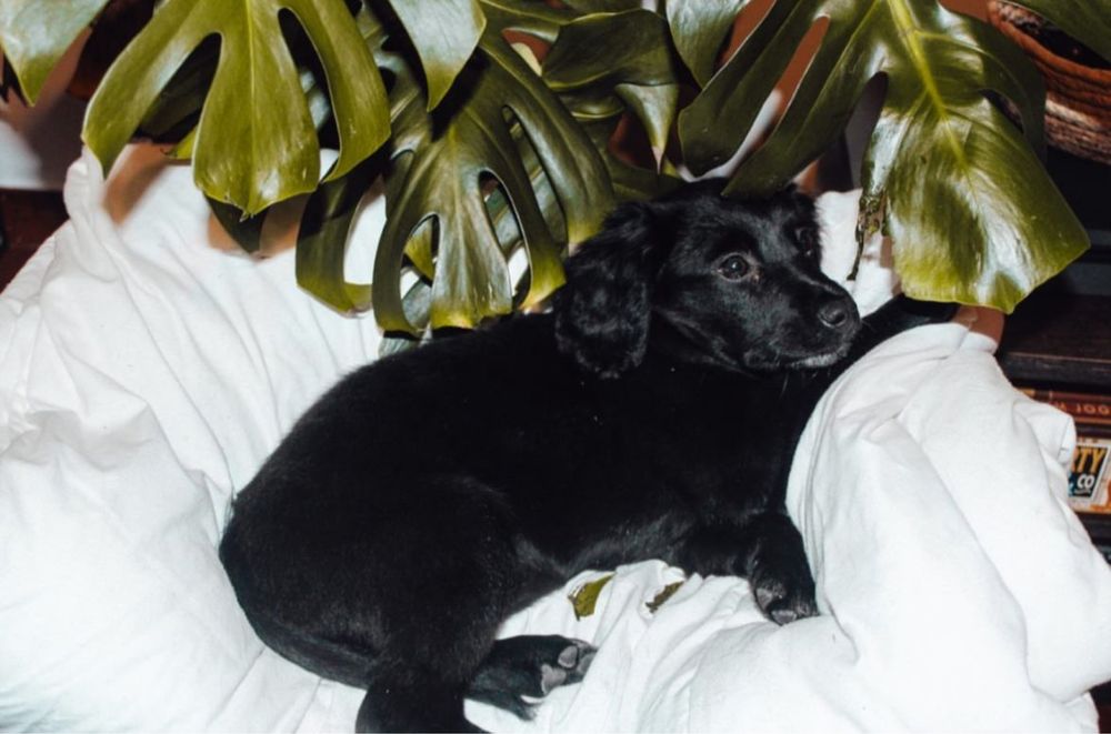 Adoção Responsável - Cadela