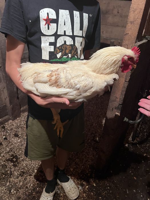 Молоді півні когути