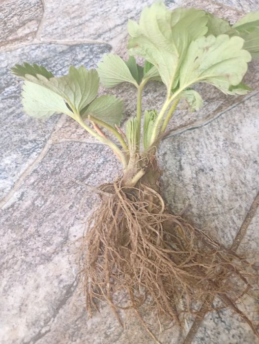 Sprzedam sadzonki truskawek