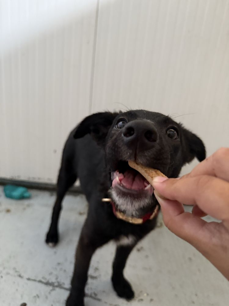 Cachorro 3 meses e meio