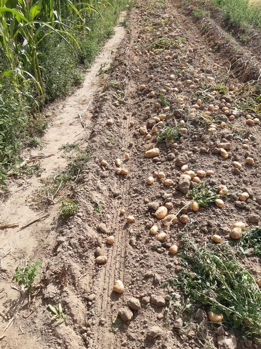 Ziemniaki jadalne Wineta Gala i Satina