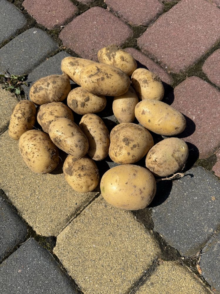 Ziemniaki młode soraya