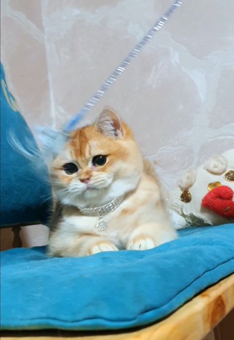 Золотой британский шиншилла