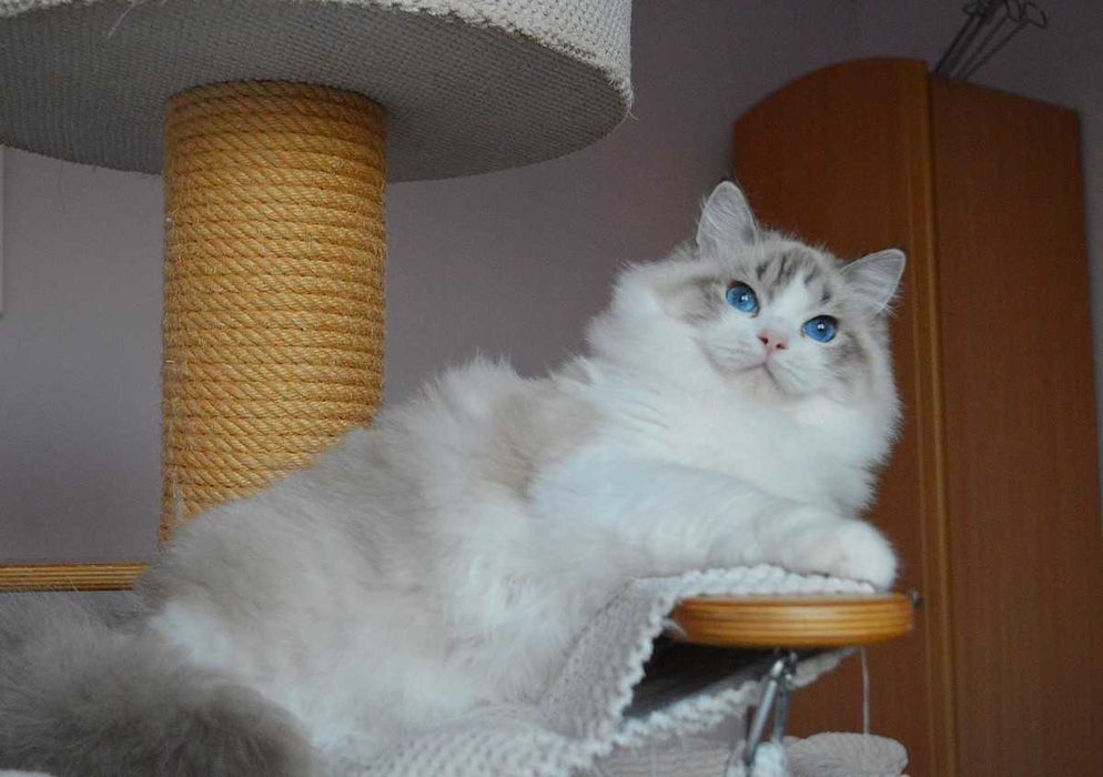 Madison,cudowna w typie koteczka wystawowo-hodowlana