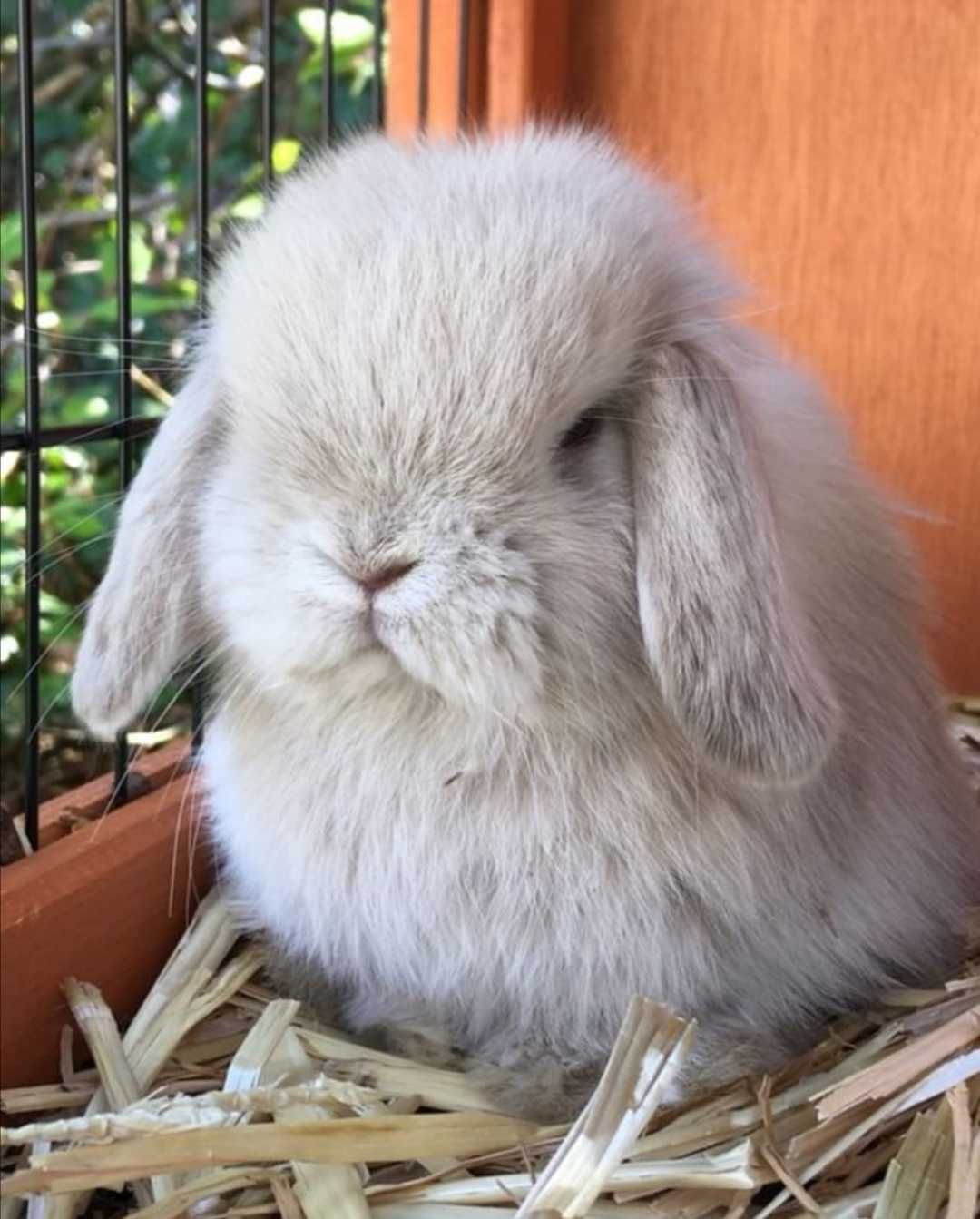 KIT Coelhos anões orelhudos, mini lop muito inteligentes e meigos