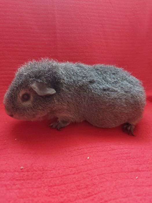 Морська свинка Тедді. Альбінос