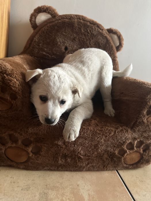 Oddam sliczne pieski