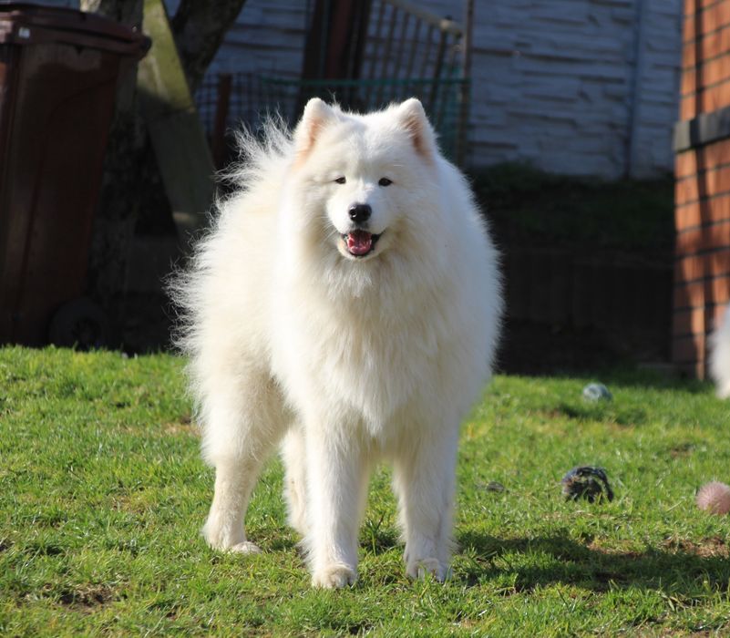 Samoyed FCI listopad/grudzień
