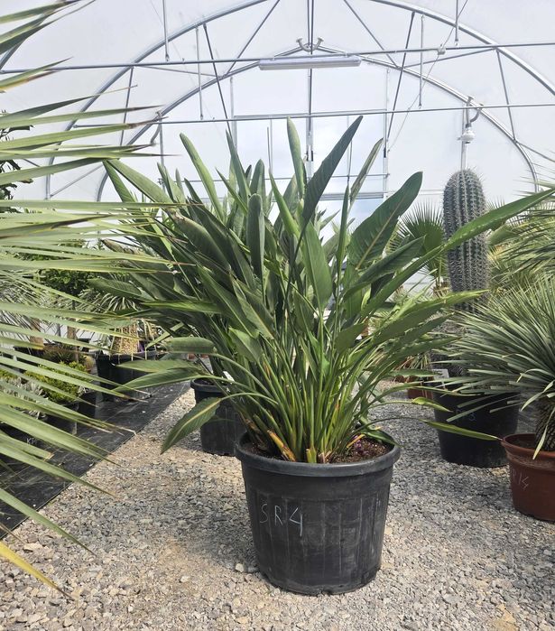 Strelitzia reginae – Strelicja królewska