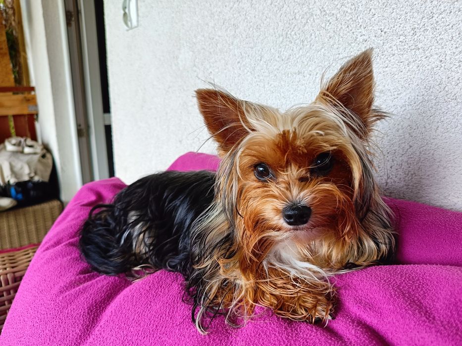 York Terrier  Yorkshire