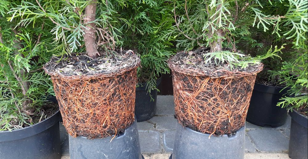 Tuja szmaragd na żywopłot 140 - 150 cm TRANSPORT Sadzenie