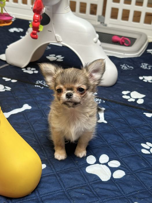 CHIHUAHUA  chłopiec  długowłosy :)