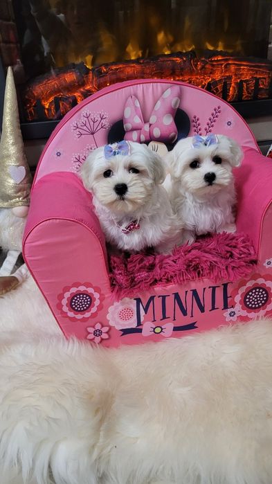 Śliczna suczka maltańczyk z wyprawka