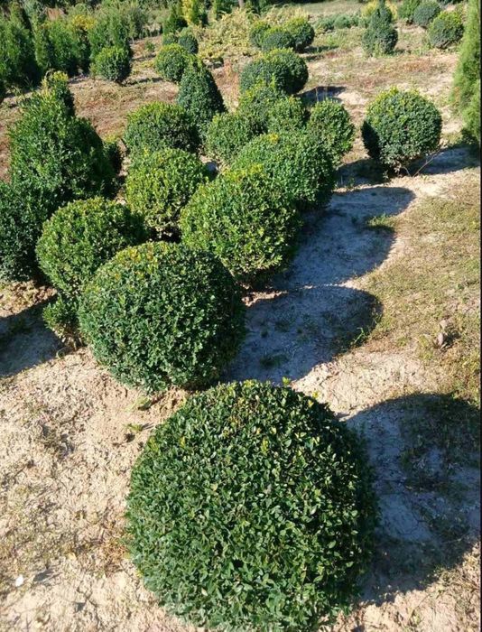 Туя смарагд +кашпо - є знижки