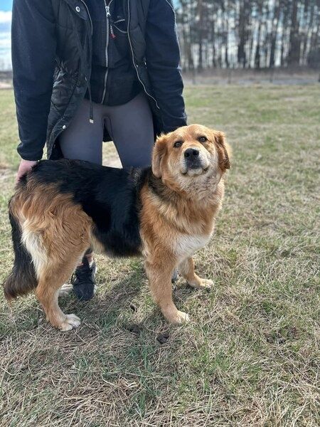 Łapy łapy cztery łapy, a na łapach pies kudłaty