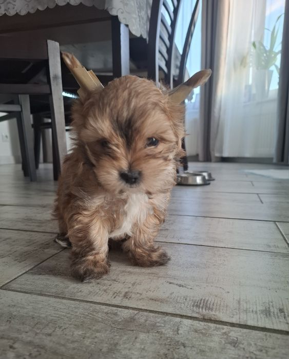 Yorkshire terrier OCEAN PEARL
