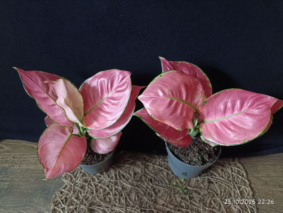 Аглаонема Розі Ред" (Aglaonema Rosy Red)