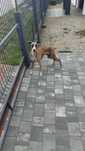 Chart angielski whippet FCI piesek