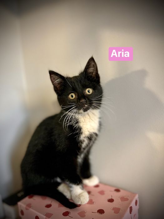 Aria i Melisa- dwie małe koteczki, które wniosą ciepło do Twojego domu