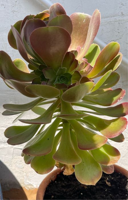 Еоніум, сукулент, аеоніум