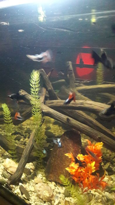 Продам акваріум 120л комплект