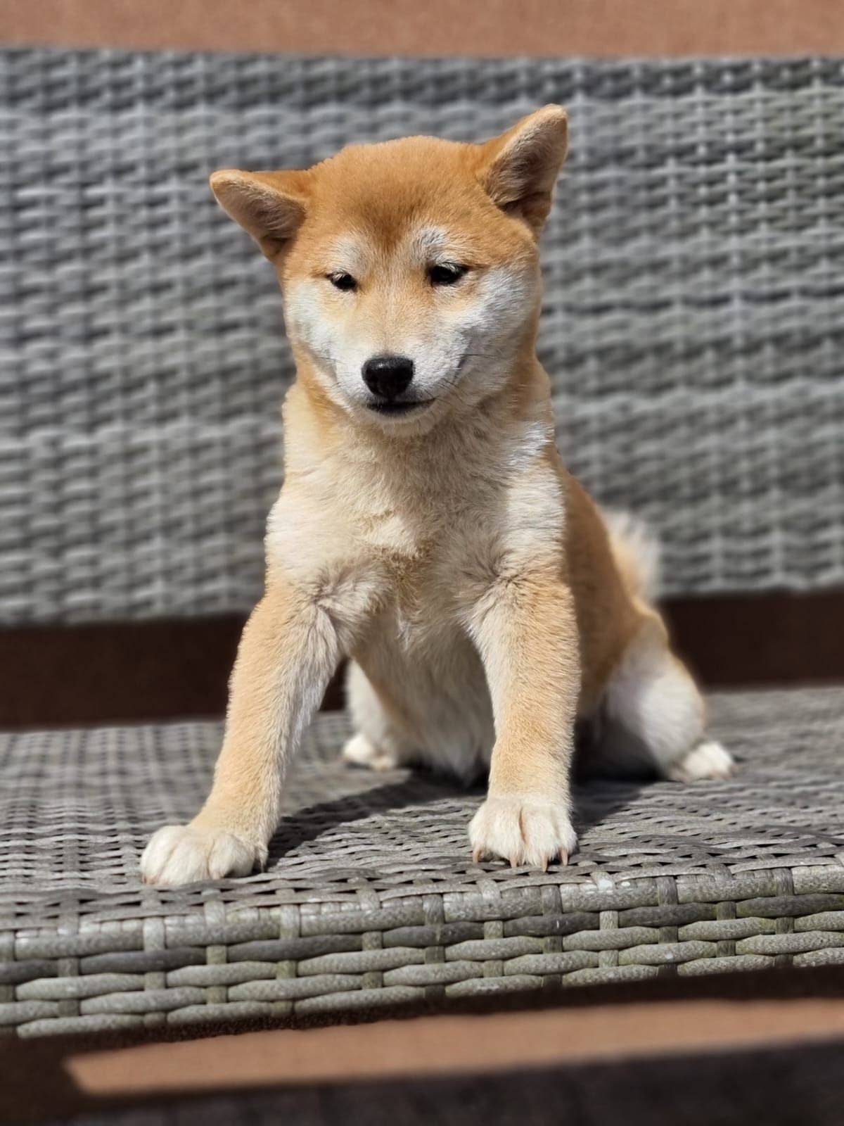 SHIBA INU suczka szczeniak czerwony do odbioru szczeniaki pieski