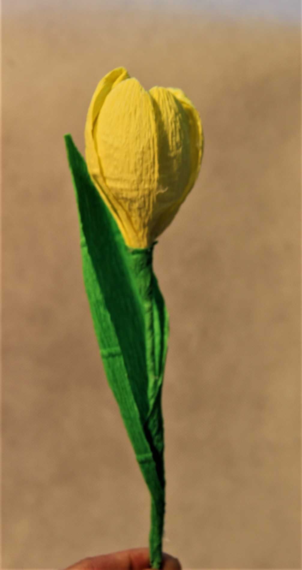 Kwiaty z krepiny - Tulipany