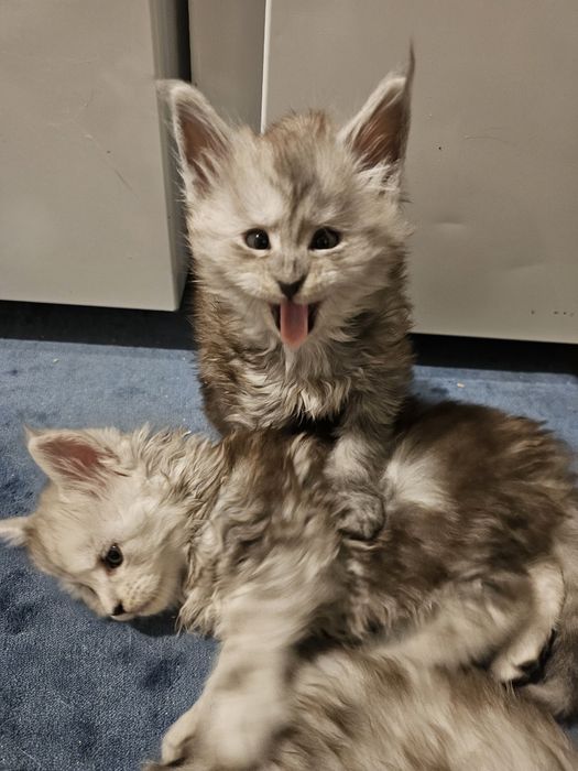 Piękny duży chłopak Maine Coon Denis z linii Shaded, as 22