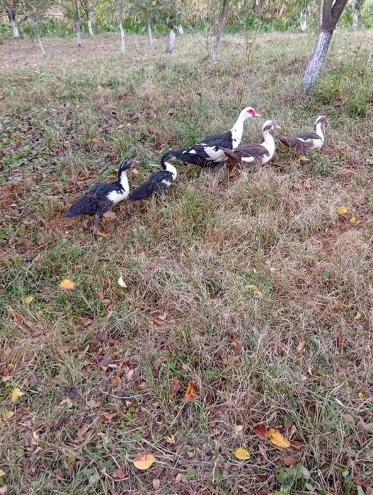 Продам молоді качки шипуни.