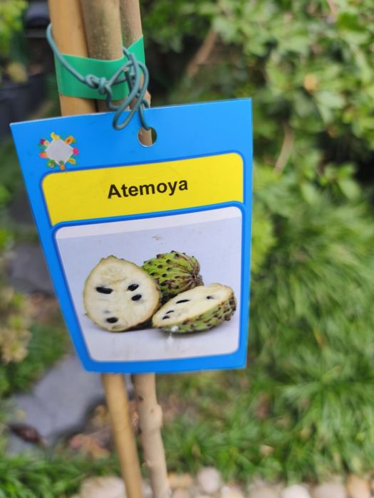 Árvores exóticas e tropicais