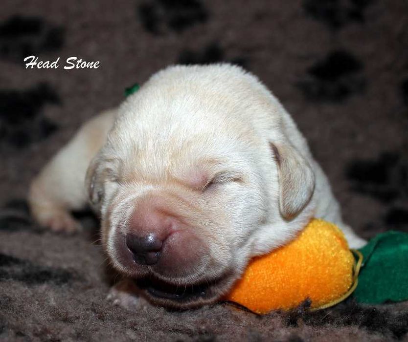 КСУ Лабрадор ретривер