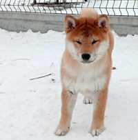 SHIBA piesek rodowodowy Lublin