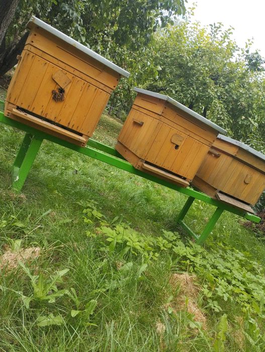 Przezimowane rodziny pszczele, ramka wielkopolska