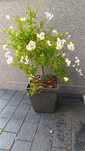 Solanum Rantonetti na pniu