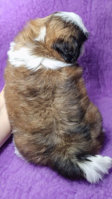 Śliczny, wesoły maluch Shih Tzu z rodowodem