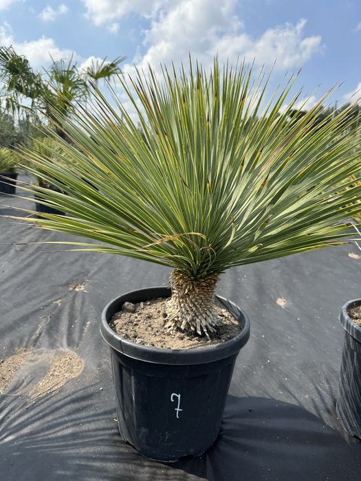 Juka Rostrata 75–90 cm – egzotyczna ozdoba ogrodu / tarasu