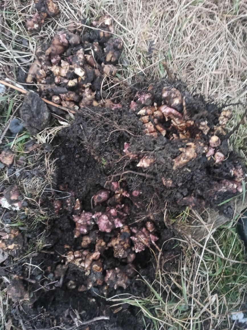 Topinambur , słonecznik bulwiasty, zamiennik ziemniaka