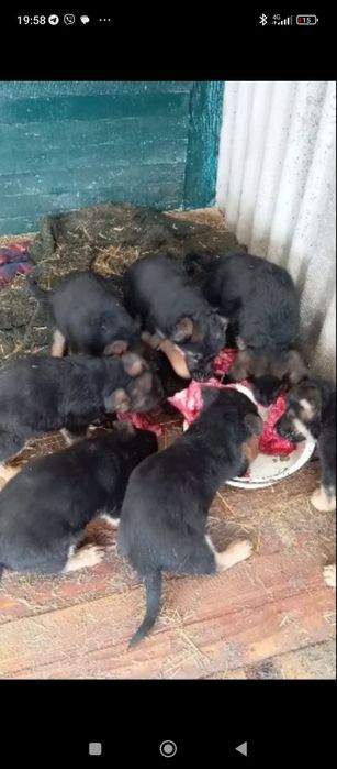 Предлогаем  роскошных щенков из питомника .