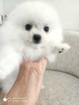 Spitz anão,Lulu da Pomerânia