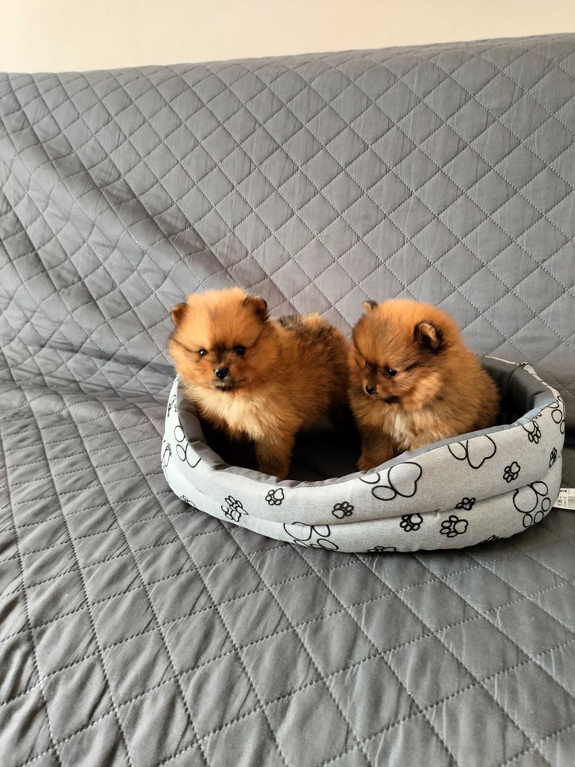 Pomeranian szpic miniatorowy