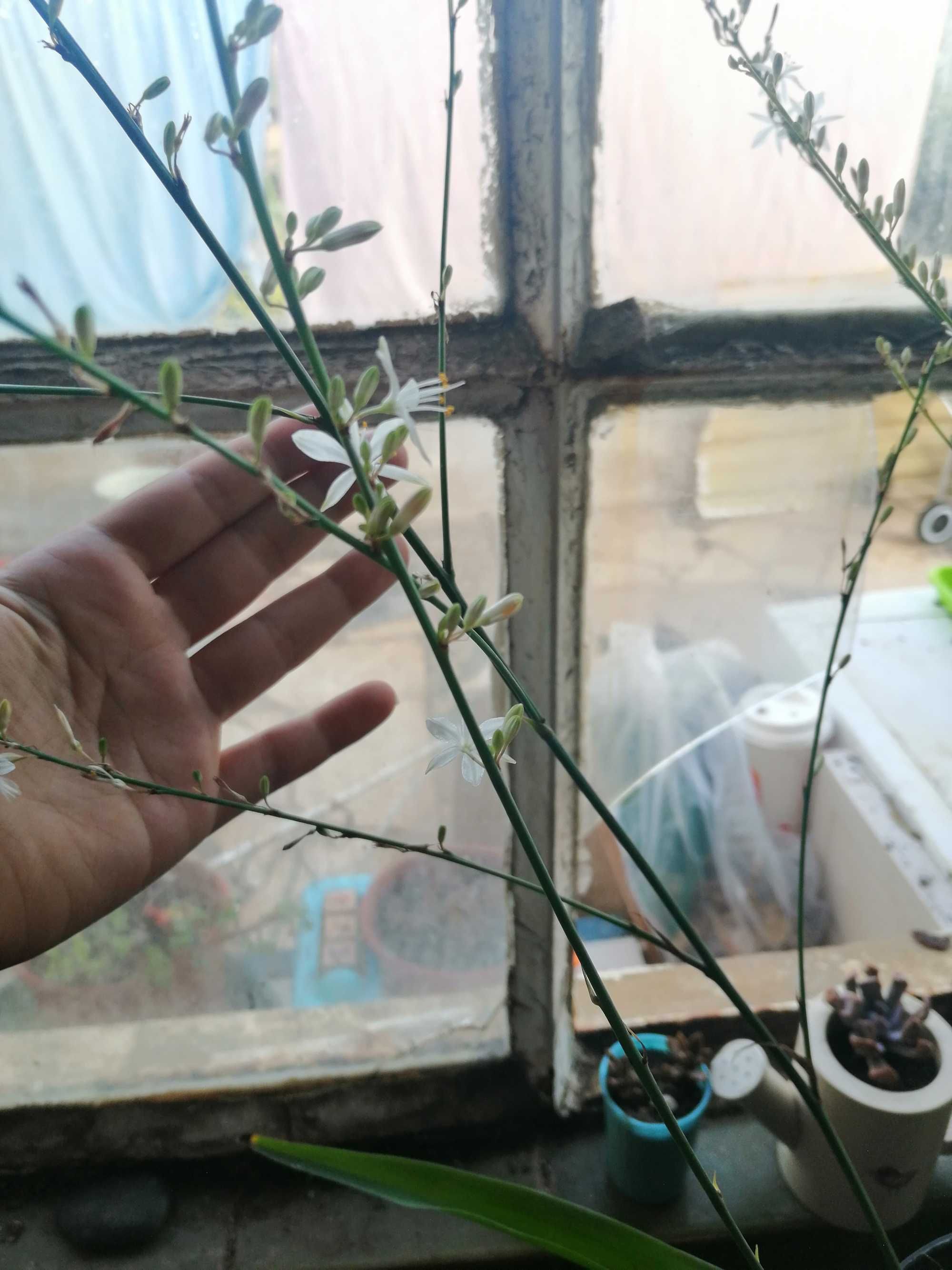 Planta Anthericum liliago