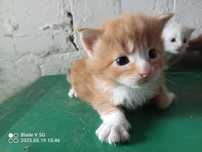 Kot rasy Maine Coon