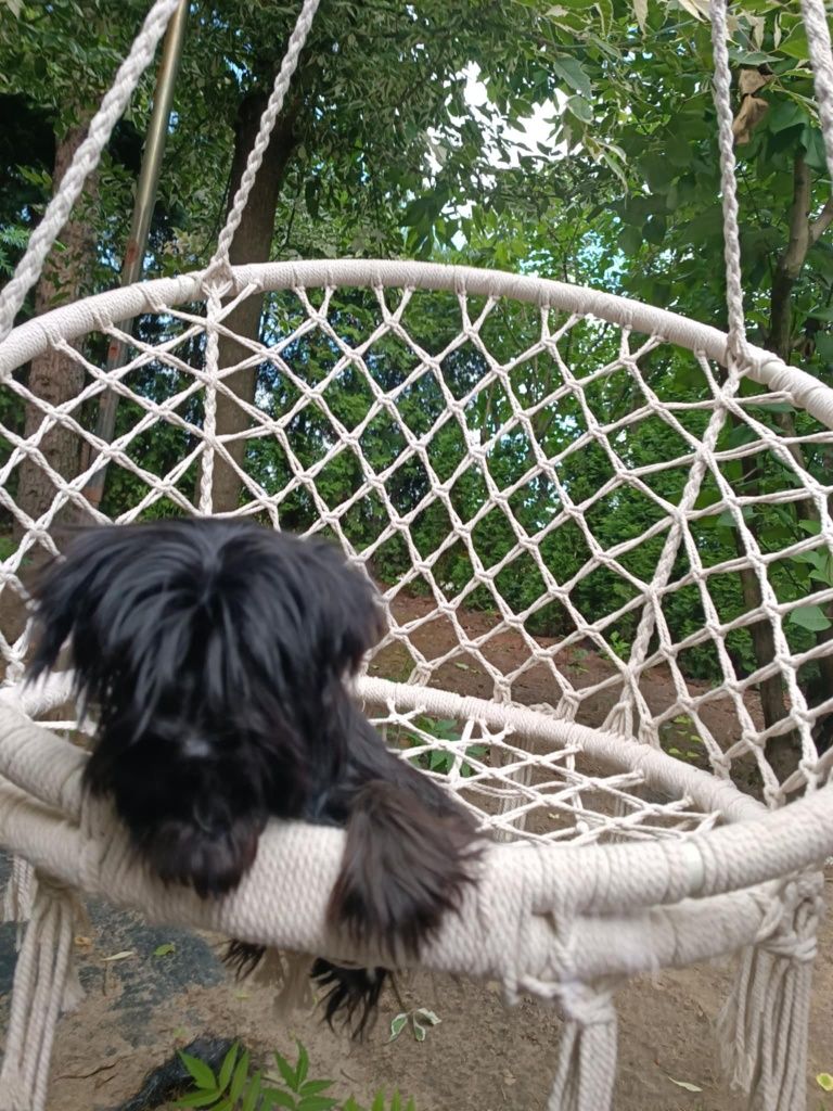 Yorkshire terrier sunia Black 6 miesięcy rodowód