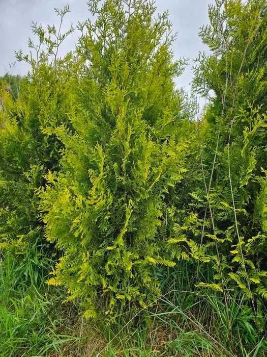 Tuja Brabant 250 , 220 cm SADZIMY (dostawa GRATIS cały kraj)