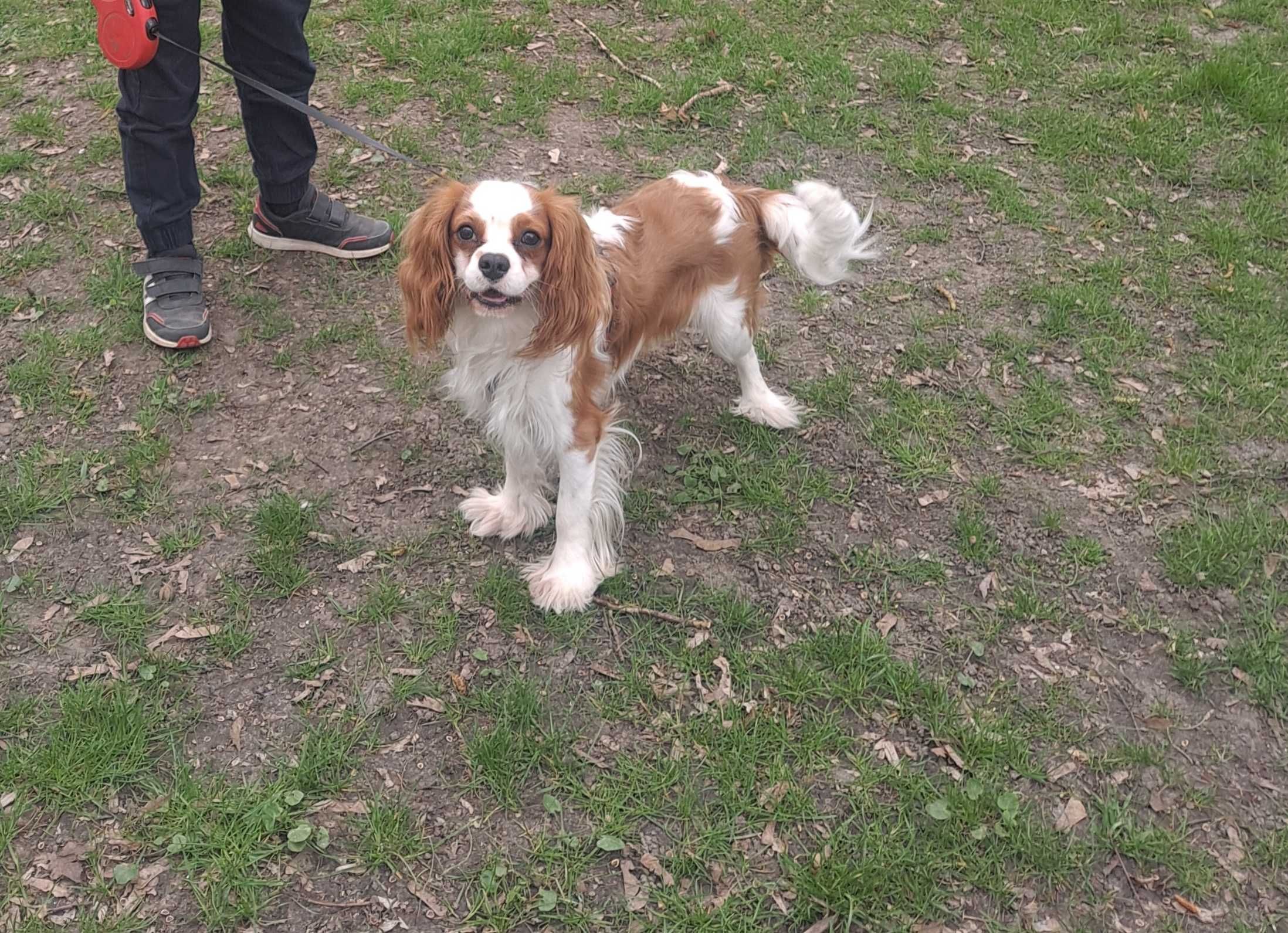 Reproduktor Cavalier King Charles Spaniel Blenheim